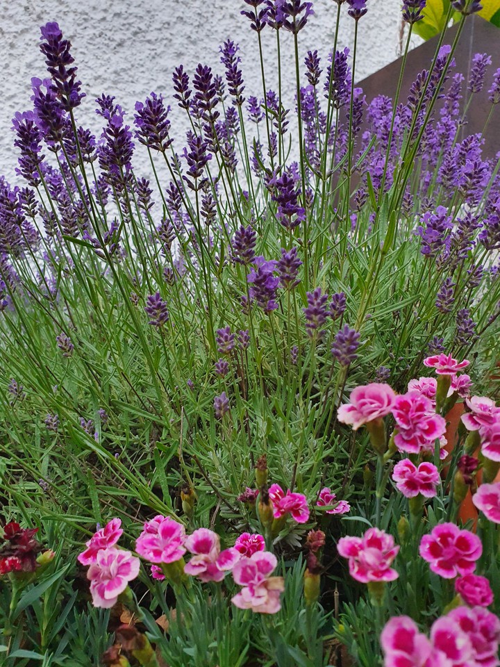 flower
