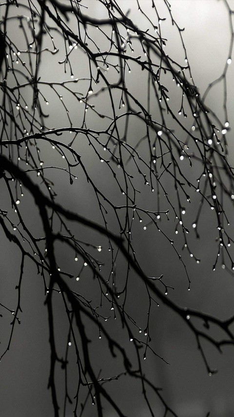 black, branch háttérképek