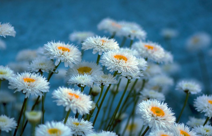 flower.Follow me