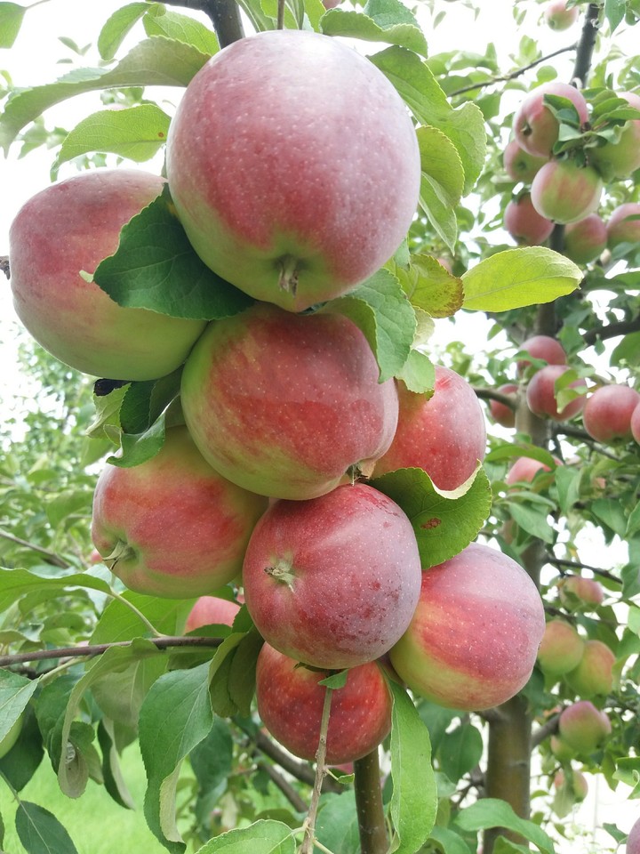 apples