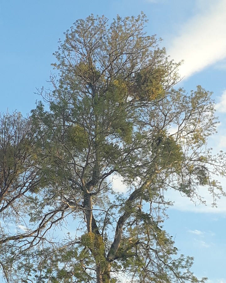 El árbol
