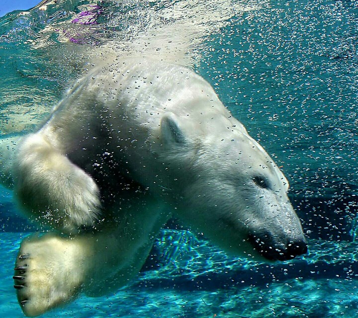 Beautiful Polar Bear Pic