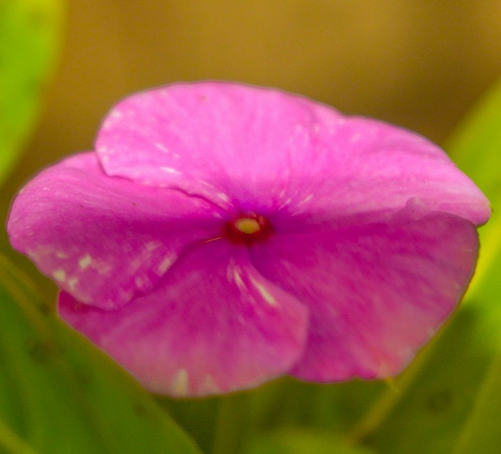 flora