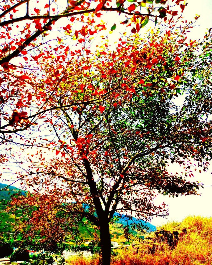 georgia country