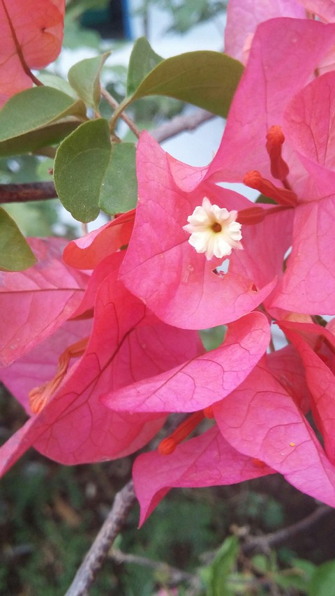 flower