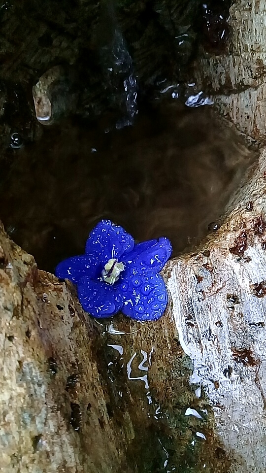 azul