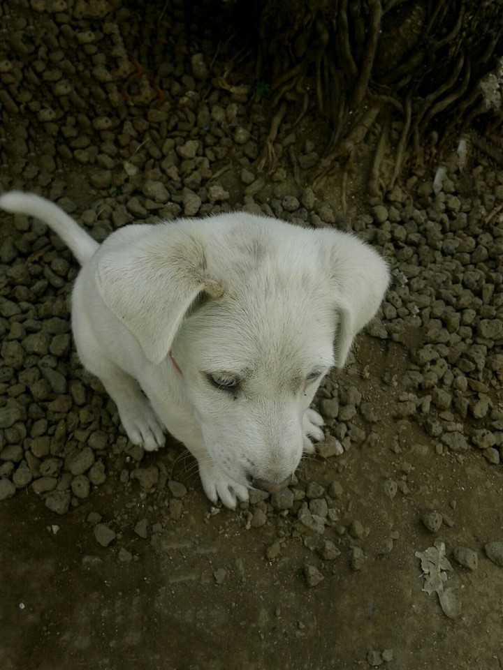 Puppy