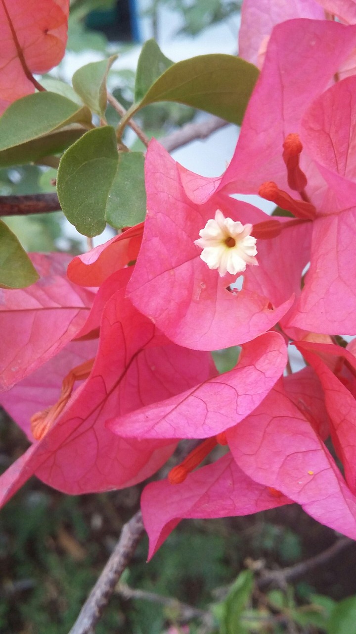 flower