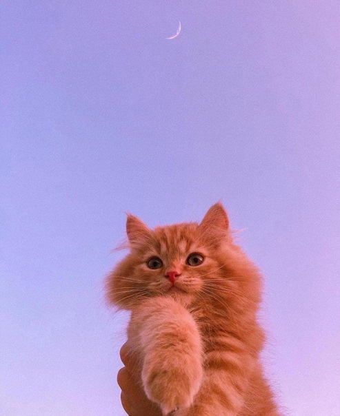 Ginger Cat