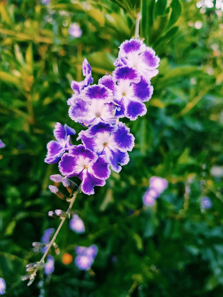 Purple flowers