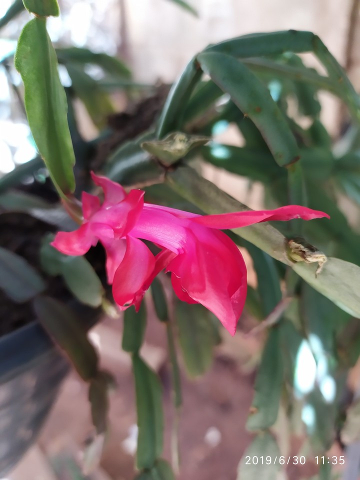 Flores da Mariola