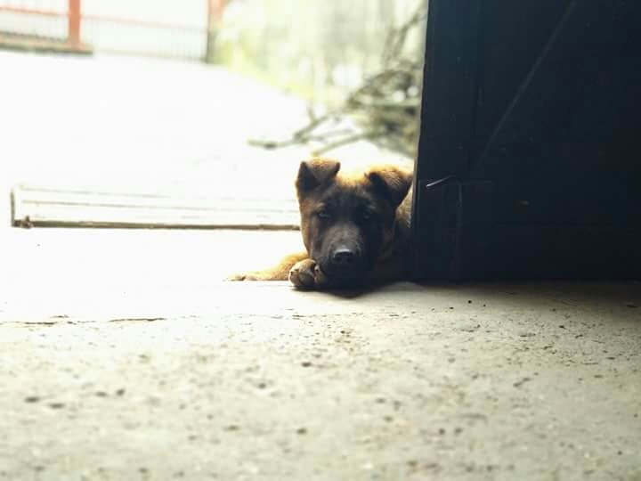 Cuteface, Rocky puppy