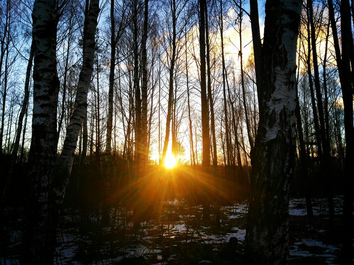 sunset trees