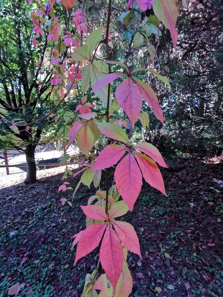 leaves