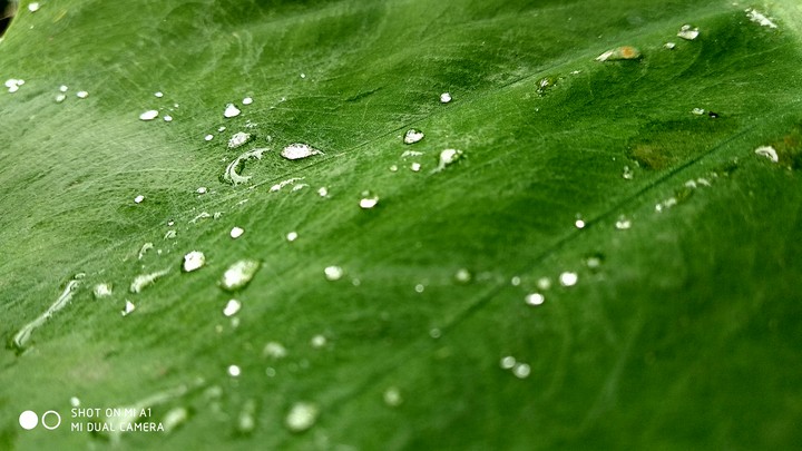 water Droplet