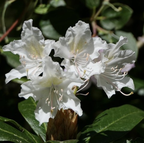 רקעים event, subshrub