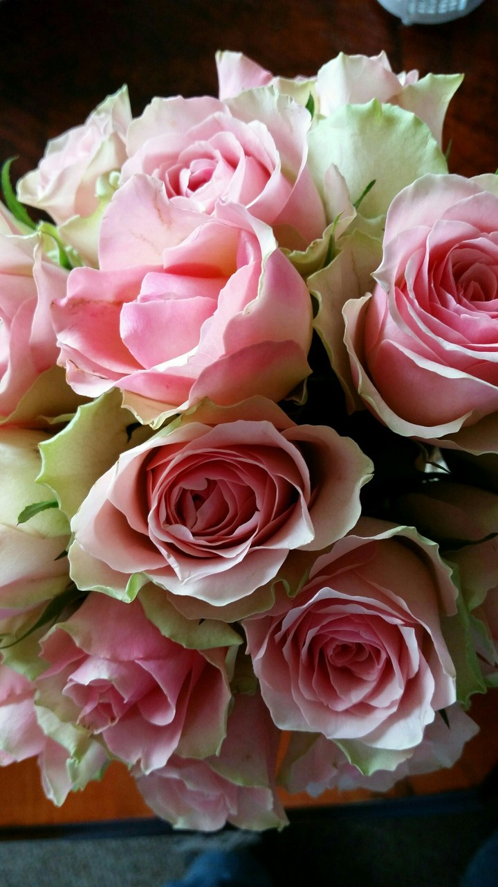Roze rozen 