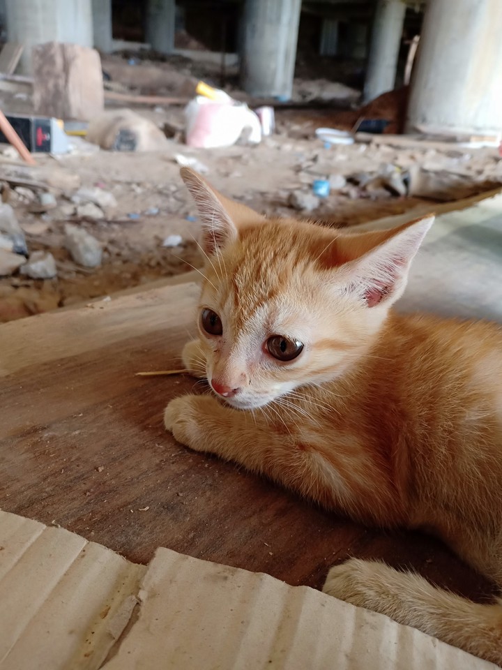 cat