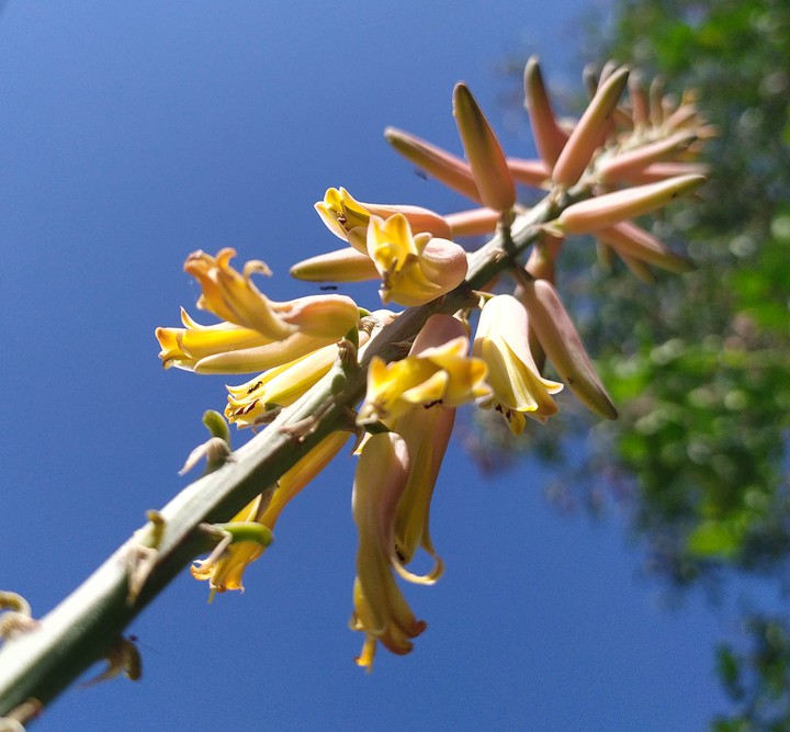 flower