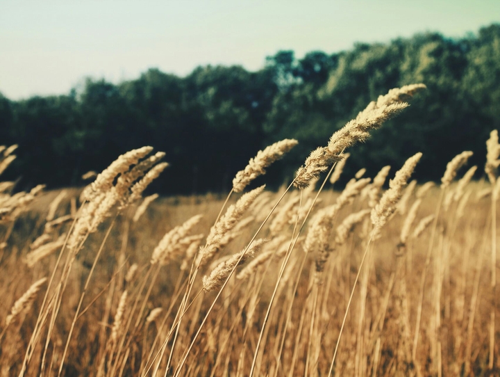 The Wheat