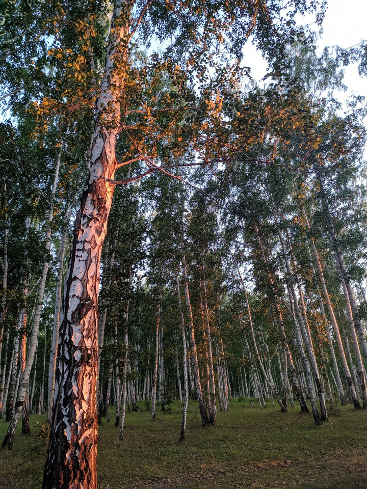 forest