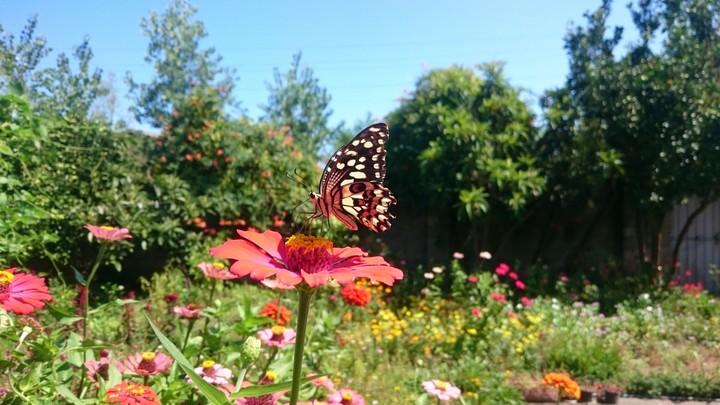 Flower & Butterfly