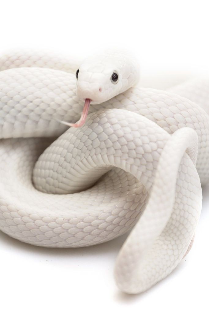 snake ?