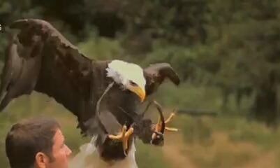 Bird..