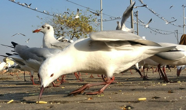 The bird is powered by its own life and by its motivation..