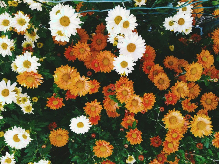 il giardino dei fiori