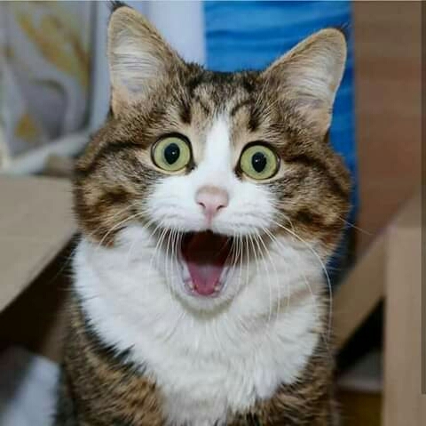 cute