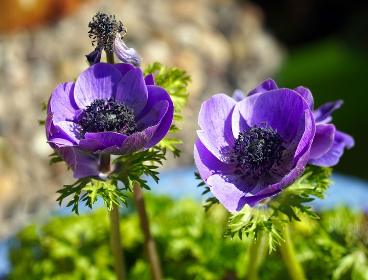 Violet Anemones Flowers