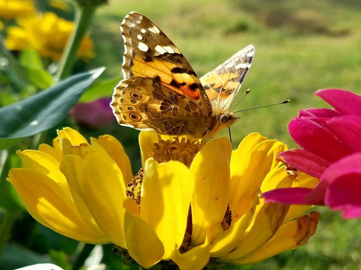 Butterfly
