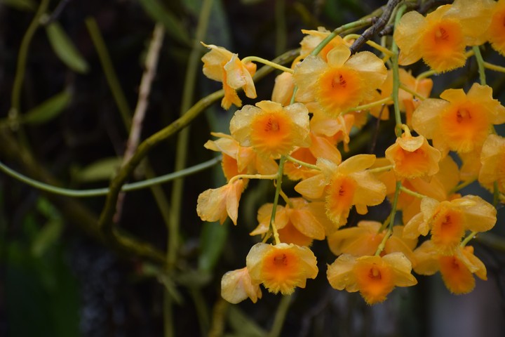 yellow orchids of assam