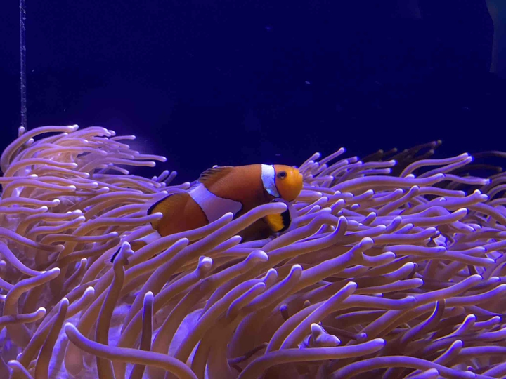 finding Nemo