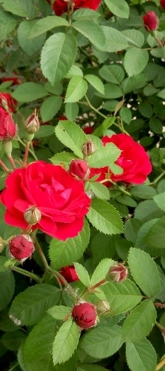 Роза чайная