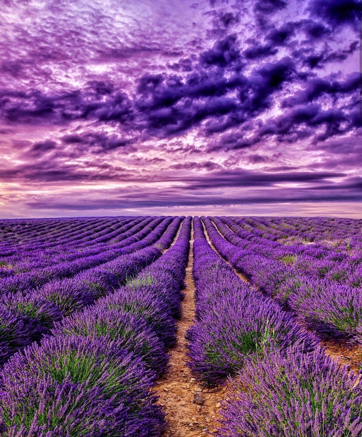 lavender