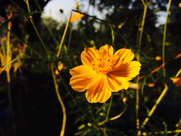 flower random click by sj