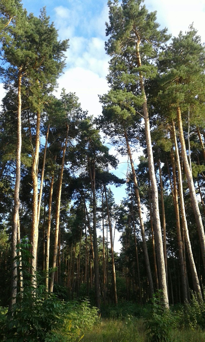 Forest in Mirgorod, Ukraine.