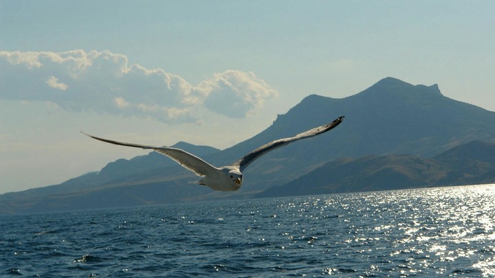 Bird
