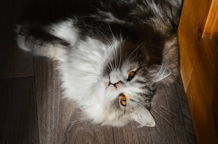 cat
