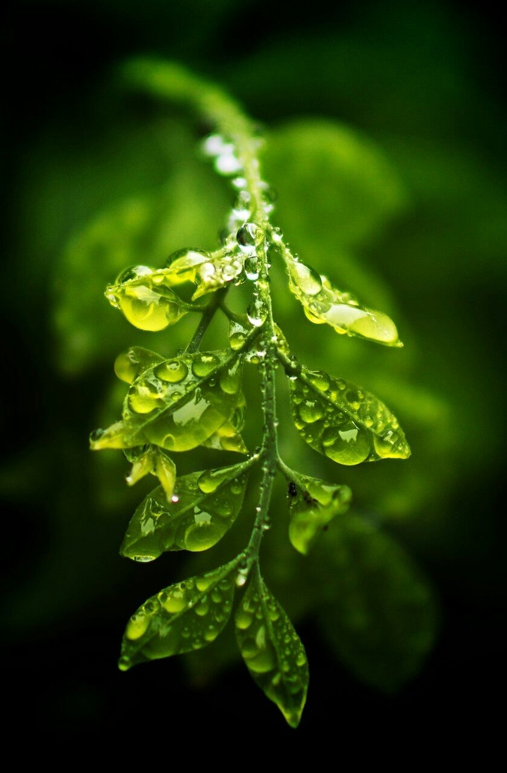 Leaf drops