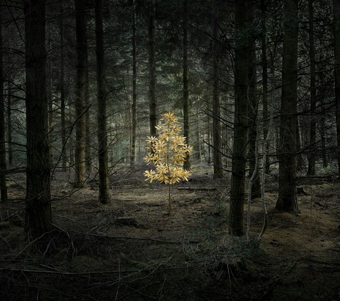 Gold Tree