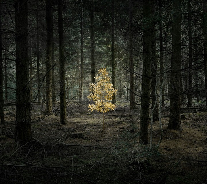 Gold Tree