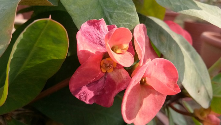 natuer