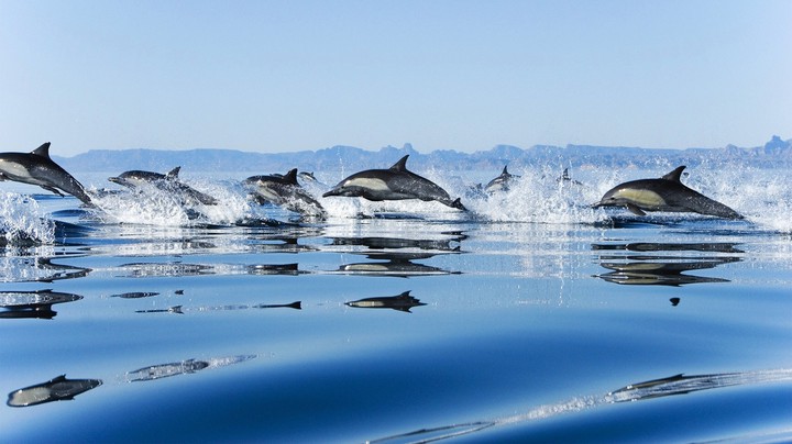 dolphin