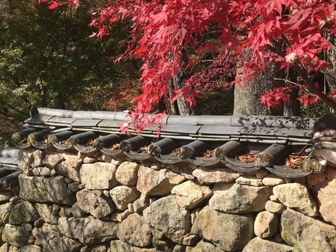 Maple leaves