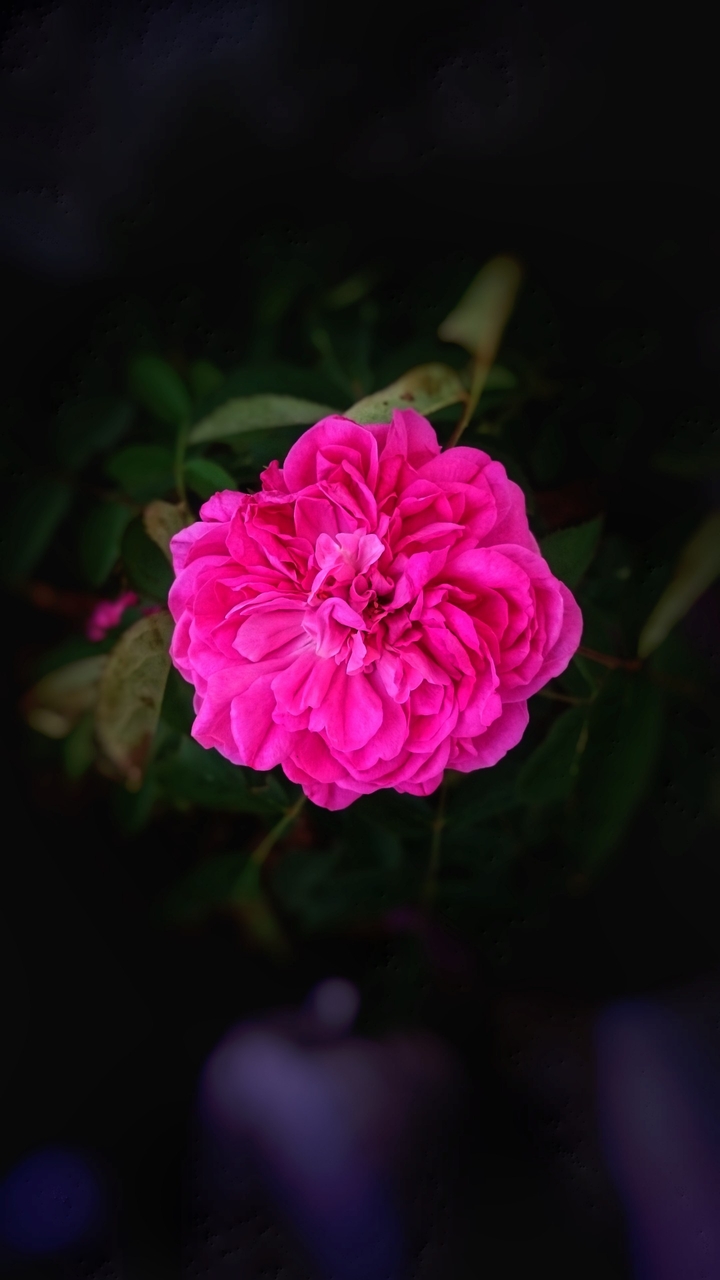 Shiny rose with black Barground