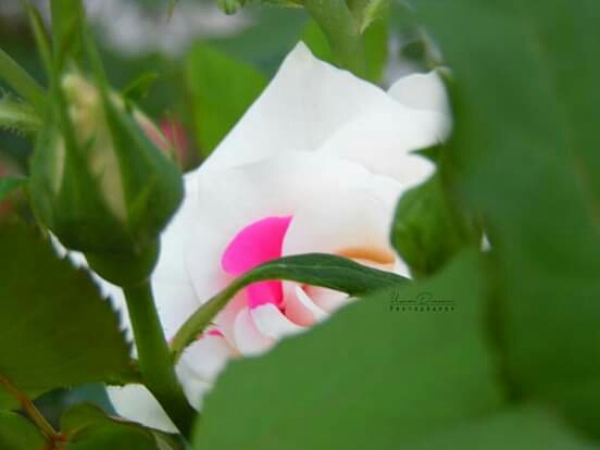 rose