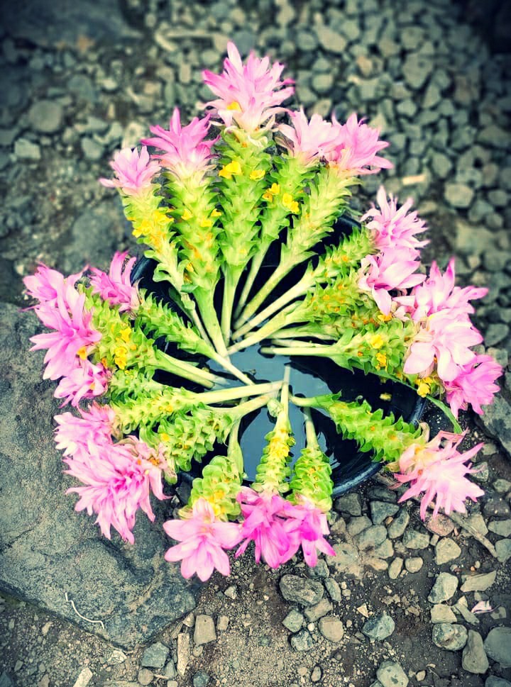 Nature Photography..